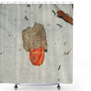Personality  Strawberry Land Hermit Crab (Coenobita Perlatus) On Sand. Shower Curtains