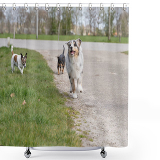 Personality  Australian Shepherd Puppy Runs Across The Barnyard With Two Jack Russell Terriers. A Tricolor And Two Colorful Dogs. Seen From The Front In Full Body Shower Curtains