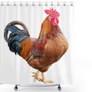 Personality  Colorful Rooster Isolated On White Background . Symbol 2017 Shower Curtains