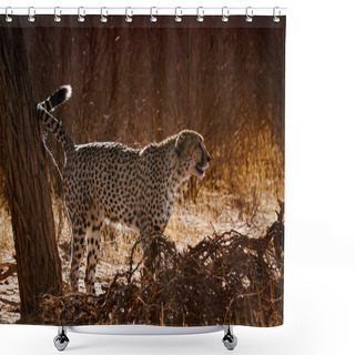 Personality  Cheetah Spreading Marking Territory In Backlit In Kgalagadi Transfrontier Park, South Africa ; Specie Acinonyx Jubatus Family Of Felidae Shower Curtains