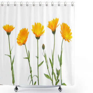 Personality  Marigold Flowers Calendula Officinalis Isolated On White Background. Blooming Orange Garden Flowers. Shower Curtains