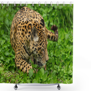 Personality  Male Wild Jaguar Cat Shower Curtains