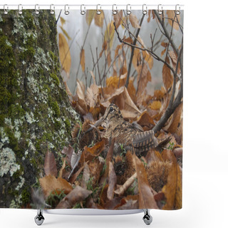 Personality  Eurasian Woodcock, Scolopax Rusticola, Camouflaged Among The Leaves In Autumn Shower Curtains