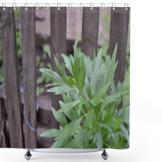 Personality  Medicinal Plant. Green Shiny Leaves, Peculiar Smell. Lovage. Levisticum Officinal. Perennial Herbaceous Plant, Monotypic Genus Of The Family Umbrella Shower Curtains