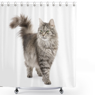 Personality  Crossbreed Siberian Cat And Persian Cat Shower Curtains