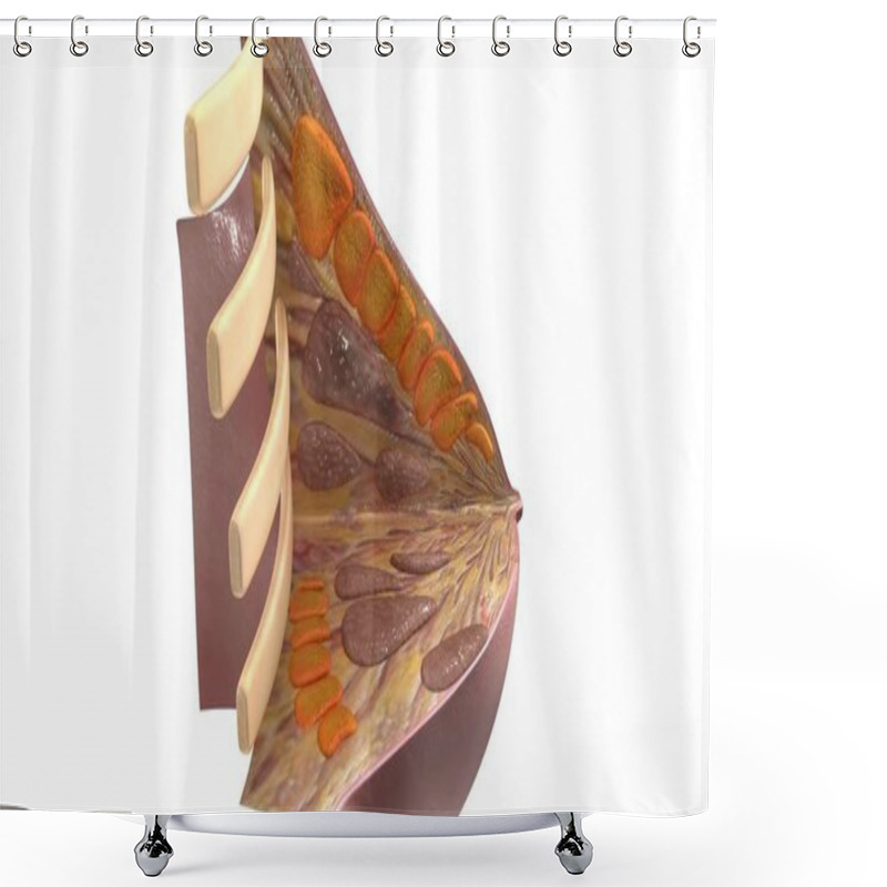 Personality  Intersection Of Breast Illustration Shower Curtains