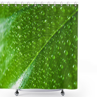 Personality  Close Up View Of Green Leaf With Water Drops  Shower Curtains