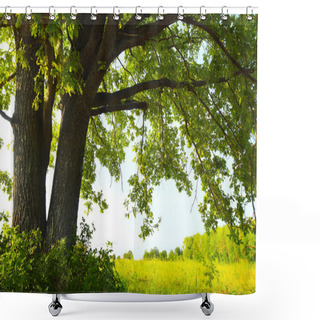 Personality  Oak Tree With Huge Branches On Summer Meadow At Sunny Day Shower Curtains