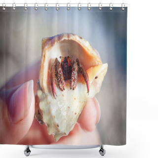 Personality  Hermit Crab Crawling On The Beach Gravels Shower Curtains