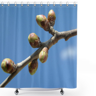 Personality  Cherry Buds Shower Curtains
