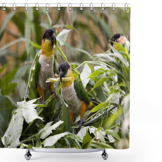 Personality  Black Headed Parrot, Pionites Melanocephala, Adults Among Leaves  Shower Curtains