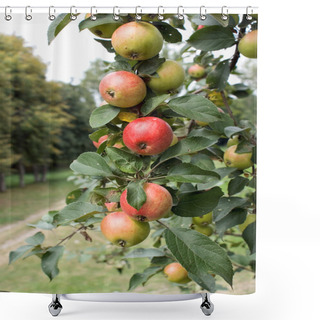 Personality  Branch With Ripe Apples Shower Curtains