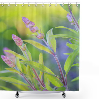 Personality  Herbal Garden - Flowering Sage In The Garden Shower Curtains