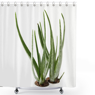 Personality  Close Up View Of Two Aloe Vera In Pots Isolated On White Background  Shower Curtains