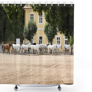 Personality  Herd Of Horses, Oldkladruby Horse Shower Curtains