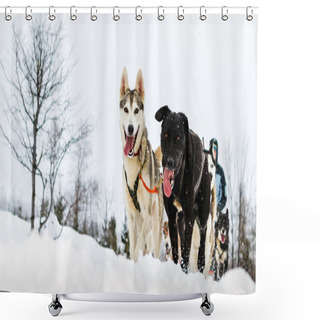 Personality  Close Up Of A Sled Dog Team In Action, Heading Towards The Camer Shower Curtains