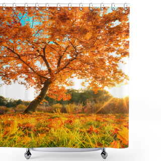 Personality  Beautiful Autumn Tree With Fallen Dry Leaves Shower Curtains