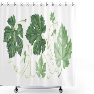Personality  Set Of Grape Leaves Isolated On White. Hand Drawn Watercolor Illustration. Shower Curtains