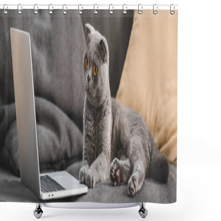 Personality  Gray Scottish Fold Cat Lying On Sofa And Looking At Laptop Shower Curtains