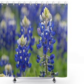 Personality  Lupinus Texensis Shower Curtains