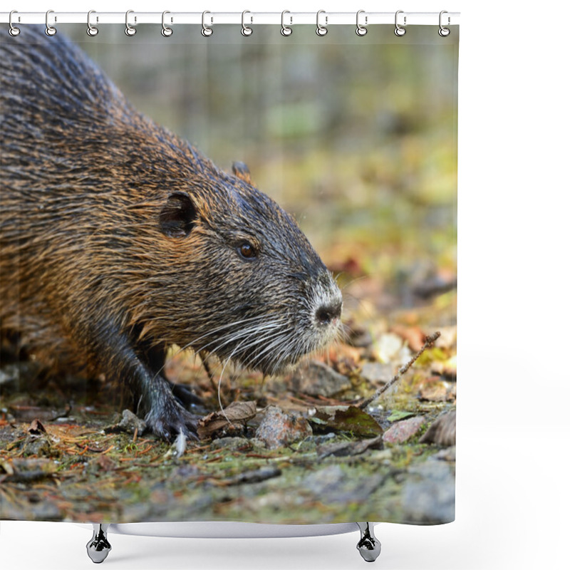 Personality  Water Rat Shower Curtains