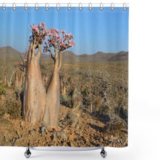 Personality  Yemen, Socotra, Bottle Trees (desert Rose - Adenium Obesum) On The Plateau Above The Gorge Kalesan Shower Curtains