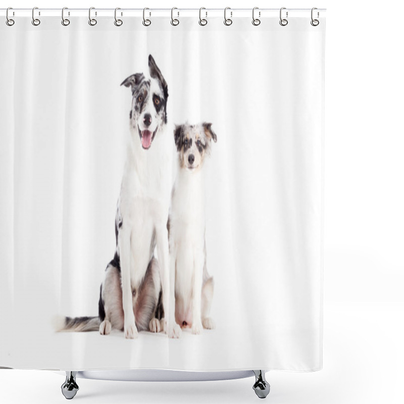 Personality  2  Blue Merle Dogs Looking Shower Curtains