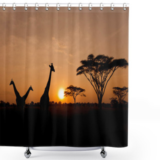 Personality  Setting Sun With Silhouettes Of Giraffes On Safari Shower Curtains