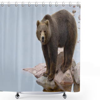 Personality  Brown Bear Close To A River Shower Curtains