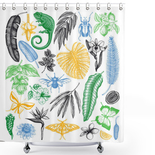 Personality  Tropical Plants And Animals Vector Collection. Hand Drawn  Exotic Flowers, Palm Leaves, Tropical Insects And Chameleon. Vintage Jungle Sketches Set For Summer Or Island Design. Shower Curtains
