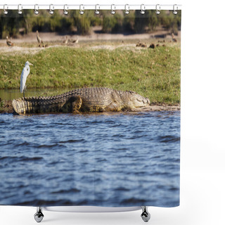 Personality  Crocodile At Chobe River Shower Curtains