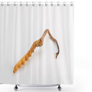 Personality  Yarsagumba Cordyceps Sinesis Yartsa Gunbu Used In Traditional Chinese Medicine Himalayan Gold Nepal Isolated In White Background  Shower Curtains