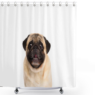 Personality  Adorable Little Pug Isolated On White Shower Curtains