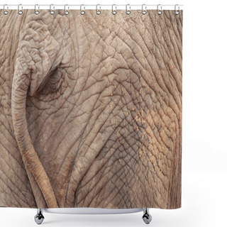 Personality  Elephant Ass Shower Curtains