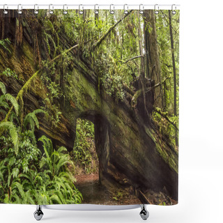 Personality  Redwoods California Shower Curtains