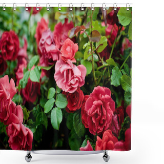 Personality  Red Wild Roses. Closeup Of A Bush Shower Curtains