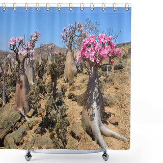 Personality  Yemen, Socotra, Bottle Tree (desert Rose - Adenium Obesum) On The Plateau Mumi Shower Curtains