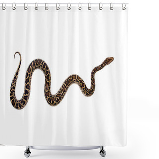 Personality  Burmese Python On White Background Shower Curtains