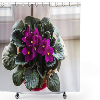 Personality  Streptocarpus Sect. Saintpaulia. Species And Cultivars Are Commonly Called African Violets Or Saintpaulias. Shower Curtains