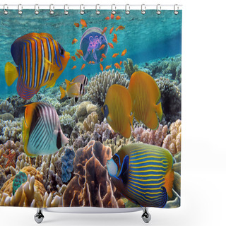 Personality  Coral Reef And Tropical Fish Iin The Red Sea, Egypt Shower Curtains