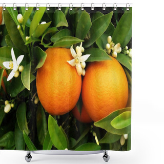 Personality  Two Oranges On Orange Tree Shower Curtains