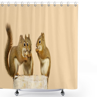 Personality  Baby Squirrels Sharing. Shower Curtains