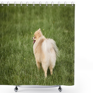 Personality  Delightful Pomeranian Spitz Walking In Park On Green Grassy Lawn, Outdoor Activity And Enjoyment Shower Curtains