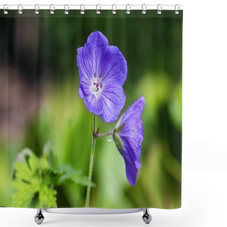Personality  Cranesbills Group Of Flowers, Geranium Rozanne In Bloom, Beautiful Flowering Plant With Green Leaves Shower Curtains