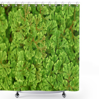 Personality  Natural Background Of Small Green Fern Leaves (Selaginella Fern) With Natural Light In The Tropical Garden. Shower Curtains