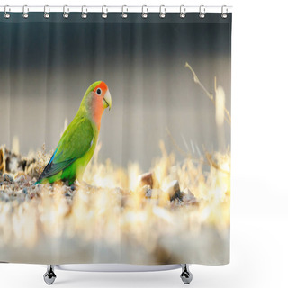 Personality  Red Headed Lovebird Perched On The Ground In Arizona Shower Curtains