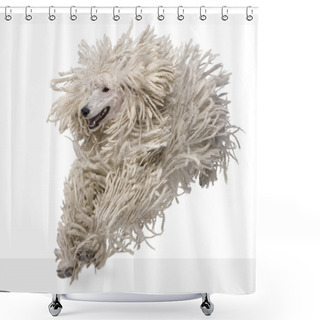 Personality  White Corded Standard Poodle Standing In Front Of White Background Shower Curtains