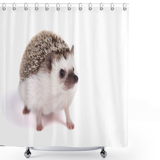 Personality  A Pet Hedgehog Isolated Shower Curtains