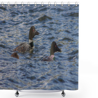 Personality  Loons Of Minnesota Shower Curtains