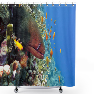 Personality  Colorful Coral Reef With Dangerous Great Moray Eel At The Bottom Of Tropical Sea Shower Curtains